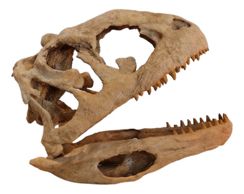 Fósiles Dinosaurios Colección Tiranosaurio Rex Craneo Replic
