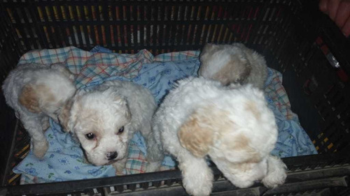 Cachorros French Poodle