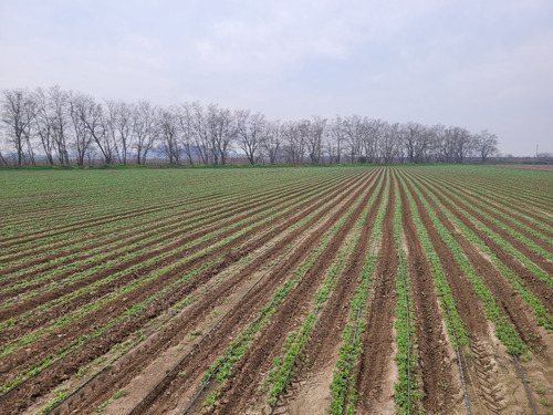 Venta Parcela Agrícola 11,6 Hás. Con Derechos De Agua