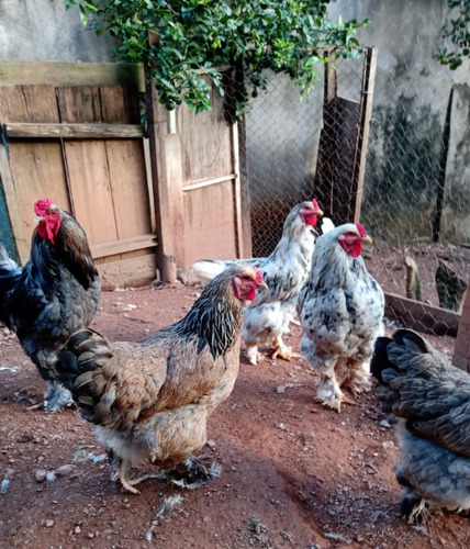Ovos Da Raça Bhrama