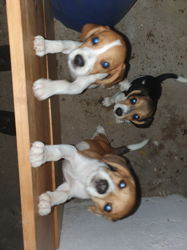 Filhotes De Beagle
