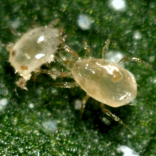 Jabón Potásico & Aceite De Neem 4l Bio-insecticida