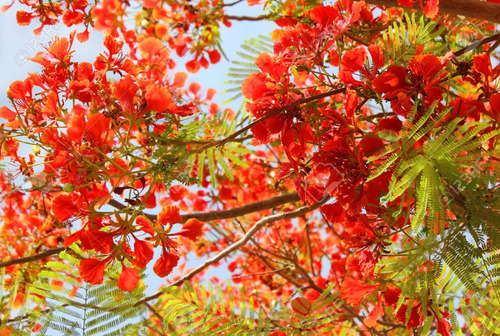 Acacia Semperflorens