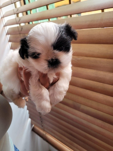 Shih Tzu Cachorros