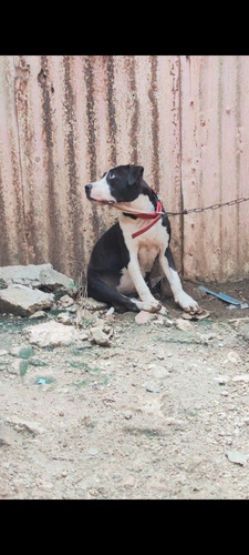 En Venta Perra Pitbull 6 Meses De Edad A 11,000 En La Romana