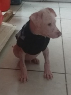 Imagen 8 de 10 de Perro Peruano Orquideas