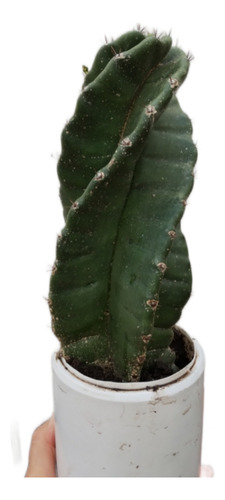 Cactus Cereus Spiralis 