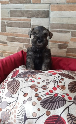 Schnauzer Bebes  Cada Uno  En 180 Hermosos