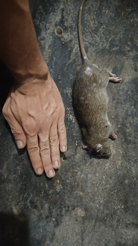 Exterminar Insetos E Ratos