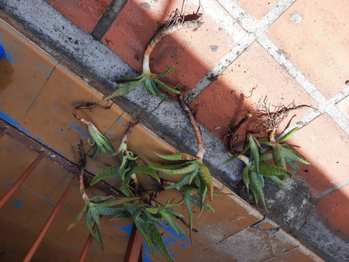 Imagen 5 de 10 de Planta Aloe Vera Medicinal: Envio Gratis Solo Montevideo
