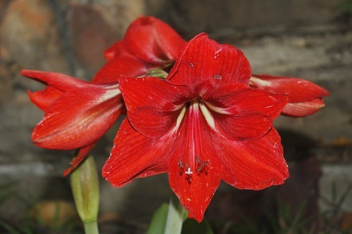 Azucena Roja ( Planta ) , Hippeastrum Puniceum , Lirio | MercadoLibre