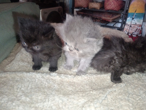 Gatos Persa, Recién Nacidos, Precio Contado.