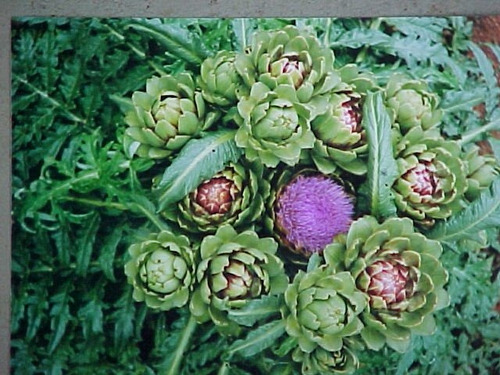 Alcachofra-hortense, Cachofra 100 Gr (ervapara Chá)