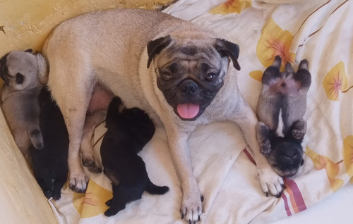 Lindos Filhotes De Pug Disponíveis, Já Vermifugados 