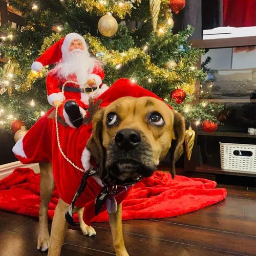 A Traje De Equitación De Santa Claus Ropa For Mascotas