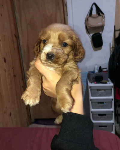 Cachorros Cocker, Solo Una Hembra Y Dos Machos Ecxelente Gen