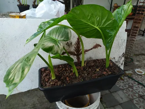 Planta Alocasia - Oreja Elefante Para Regalar