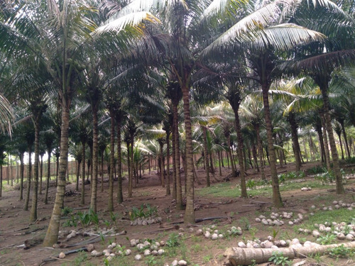 Imagen 3 de 8 de Palmeras De Coco, Enanas Y Criollas Resistentes A Enfermedad