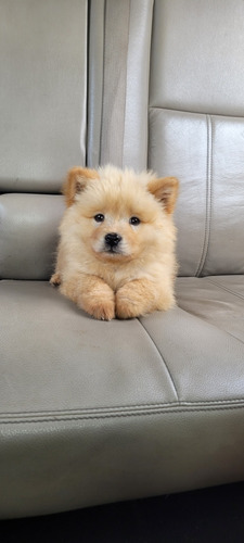 Filhote De Chow Chow 