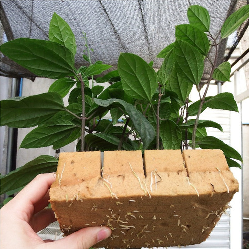 Imagen 3 de 6 de Caja De Espuma Agrícola Ultrafoam 3x3x5 (1.274 Cubos)