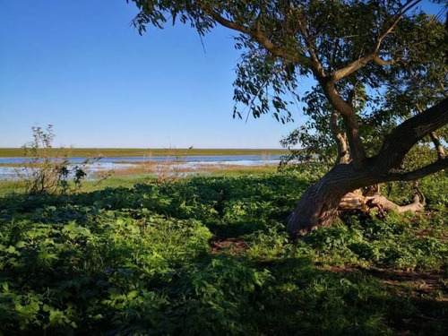 Imagen 4 de 29 de Campo De Isla Ganadero, 2.000 Has Sobre El Paranacito