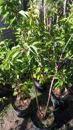 Imagen 8 de 10 de Cerezo Sakura Japonés - Para Maceta Balcón - E/gratis Caba