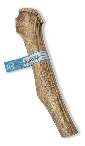 Prairie Dog | Elk Antler Chew | Naturally Shed - Hand Harves