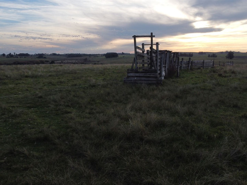 Campo En José Ignacio 100 Hectáreas