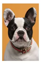 Comprar Vinilo 30x45cm Perros 3 Cachorro Pitbull Frente