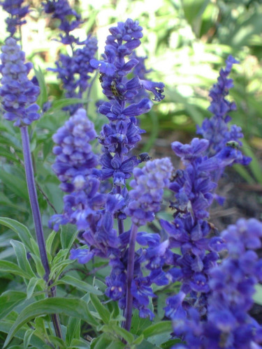 10 Semillas Salvia Victoria Farinacea Flores Azules 