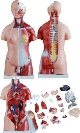 Imagen 4 de 8 de Torso Humano Disección 23 Partes 45cm