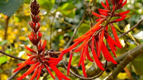 Mulungu, Erva Seca Para Chá