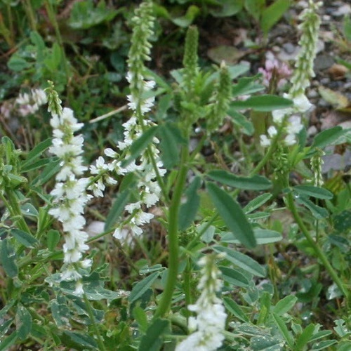 Semillas Trebol Blanco De Olor O Melilotus X 5 Kg