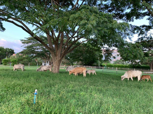 Imagen 5 de 21 de Se Vende Finca En Montalban , Aguirre