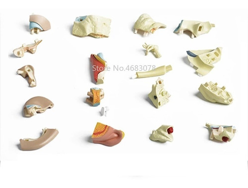 Modelo Corpo Humano - Orelha 4d Master (pronta Entrega)