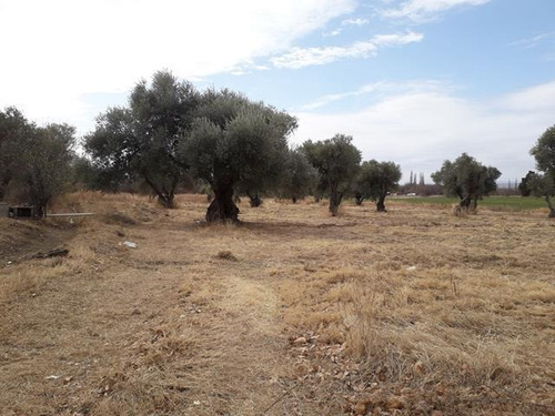 Imagen 5 de 16 de Campo En San Pedro Traslasierras. 4 Has Casa Y Galpon