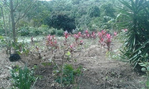 Imagem 2 de 3 de Terreno Loteamento Para Venda, 1739.0m² - 8772