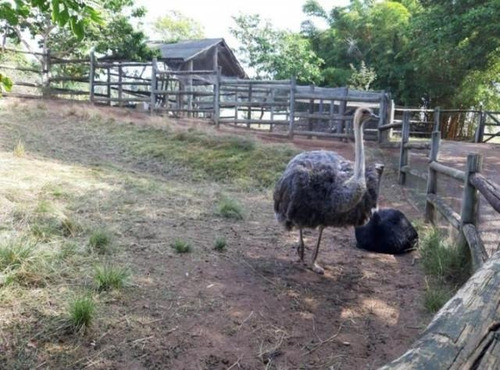 Imagem 9 de 15 de Casa Em Condomínio Para Venda Em Jundiaí, Jardim Ermida I, 3 Dormitórios, 1 Suíte, 3 Banheiros, 3 Vagas - 20203b_2-1151160