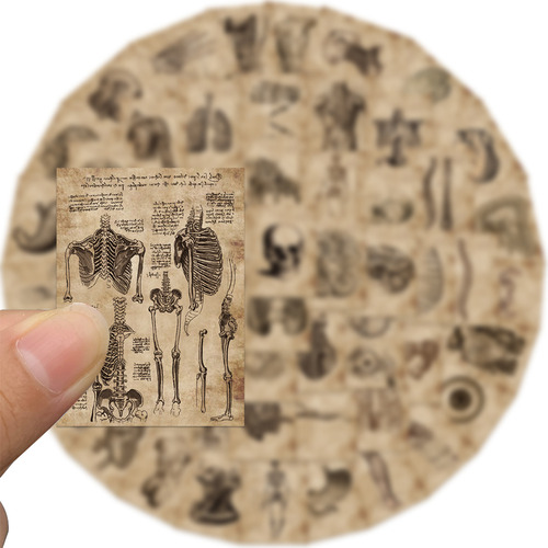 56 Pegatinas De Pvc Sobre Anatomía Y Fisiología De La Estruc