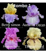 Comprar Combo(1)  4 Rizoma De Lirios Barbados O Iris Germanica  