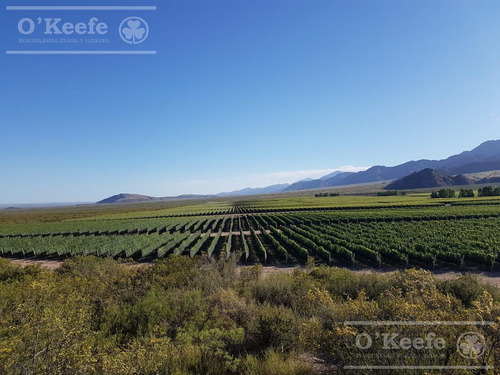 Finca De 23 Has En Venta En Mendoza - Viñedo Premium De Altura
