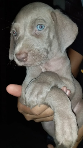 Cachorros Weimaraner