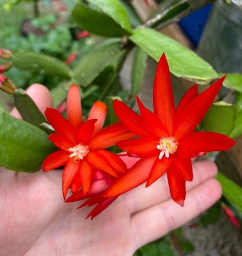 Hatiora Gaertneri (flor De Outubro) - Planta Pendente | Parcelamento sem  juros