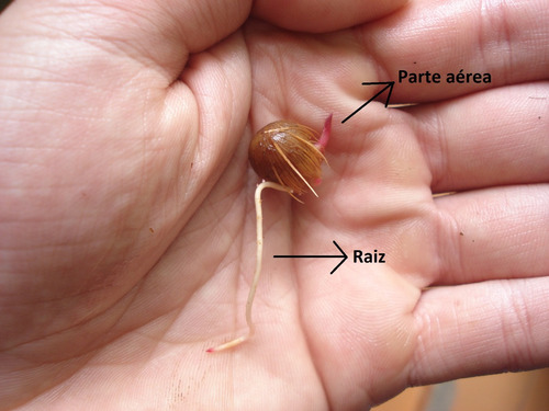 Semente De Açai Anão 600 Unidades