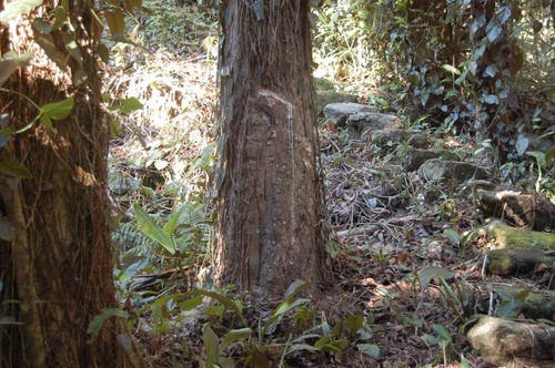 Sítio Granja Redenção