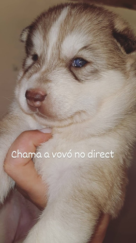  Husky Siberiano Com Pedigree 