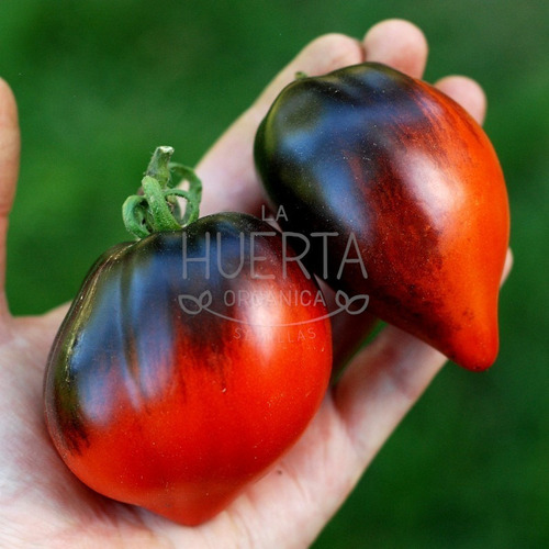 Semillas Tomate Pascal De Picardie! Planta Muy Resistente