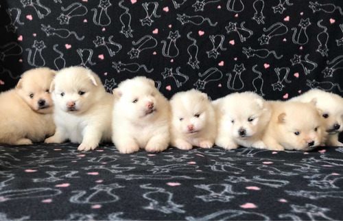 Spitz Alemão Ou Lulu Da Pomerania Filhotes