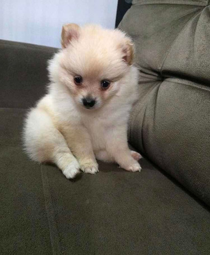 Spitz Alemão Ou Lulu Da Pomerânia Filhote