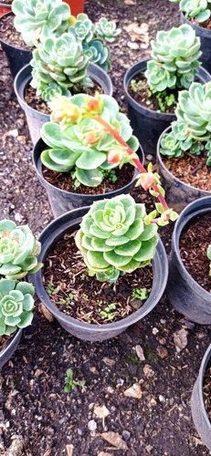 Suculenta Echeveria Mediana